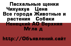 Пасхальные щенки Чихуахуа › Цена ­ 400 - Все города Животные и растения » Собаки   . Ненецкий АО,Верхняя Мгла д.